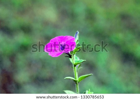 Petunia flower Isolated