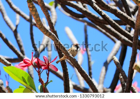 Plumeria flowers on the trees in autumn, with a blue sky backdrop.