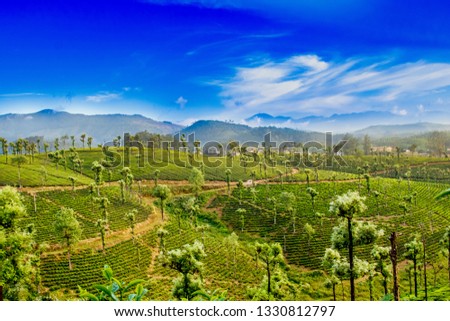 This picture was taken at valparai. The tea estate along with mountain and blue sky makes the picture so colorful. 
