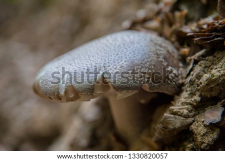 Colorful but poisonous mushroom