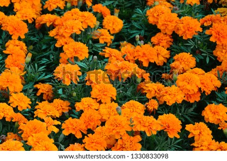 A large number of beautiful bloomed yellow marigolds in an open air flowerbed