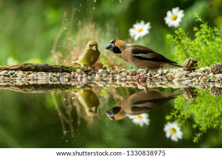 Hawfinch and green finch sitting on lichen shore of water pond in forest with beautiful bokeh and flowers in background, Germany,bird reflected in water, songbirds in lake habitat,mirror reflection