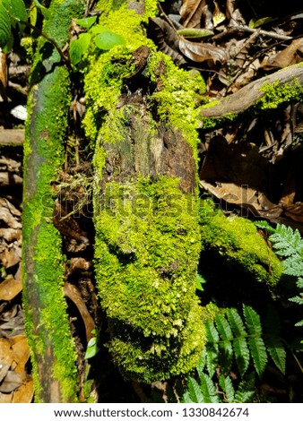 The uniqueness of the green Mossy Forest and the natural beauty of Cameron Highland, Malaysia. The picture was recorded on Feb 24, 2019.