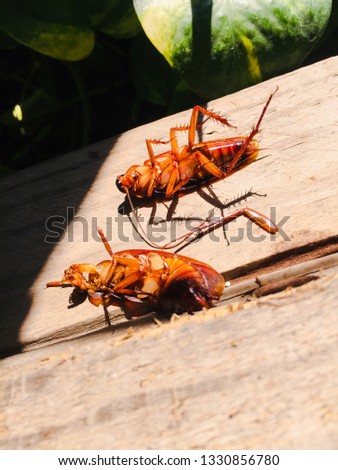 Dead cockroaches on the wood floor in the garden