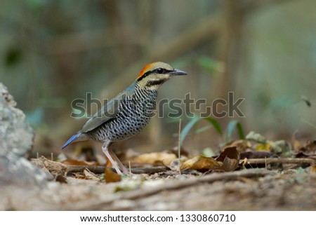 Adult female Blue pitta (Hydrornis cyaneus), angle view, side shot, foraging in the early morning on the grounds in tropical forest, Kaeng Krachan National Park, Phetchaburi, lower central of Thailand