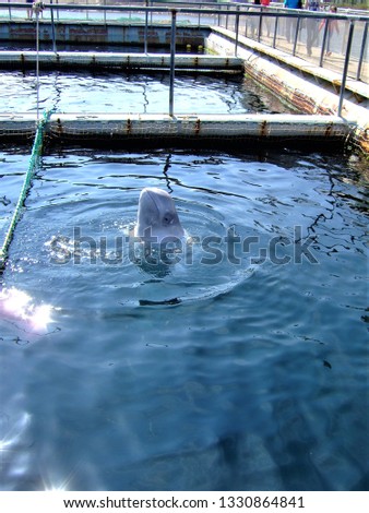 Beluga whales in volier