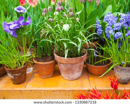  Spring flowers background 