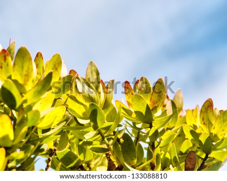 Leaves against sky on sunny day.