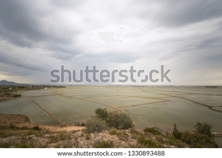 Rice fields in Cullera Valencia Spain