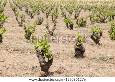 Spring vineyards Fontanars dels Alforins Valencian community Spain