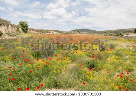 Spring fields in La Costera county Valencian community Spain