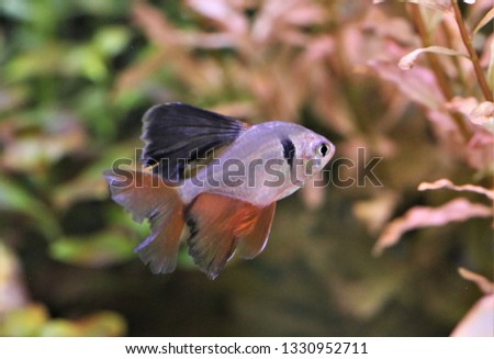 The beautiful red minor serpae tetra (Hyphessobrycon callistus) is swimming in fish tank. it has black spot behind the gill-plate, on the dorsal fin. It is popular in freshwater aquarium. 