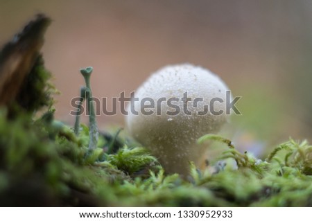 Mushrooms mushroom trekking
