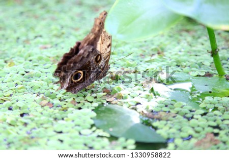 Owl Butterfly (Caligo), Hortus Botanicus - Leiden