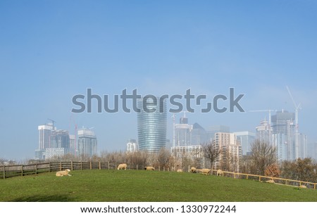 Sheep grazing in London with morning haze over Canary Wharf in background