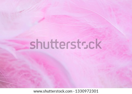 Soft focus of pink color trends teal or chicken feather texture background. feather soft pastel background. Closeup of white fluffy feather. Image nature art of wings bird for greeting card design