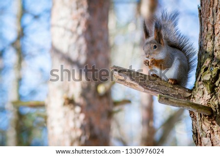Hungry and funny one wild squirrel sitting on a tree in the spring forest