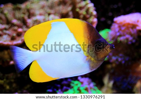 Yellow Pyramid Butterflyfish - (Hemitaurichthys polylepis)