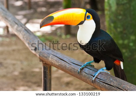 Large toucan (Ramphastos toco) ,sitting on the bar, looking straight ahead.