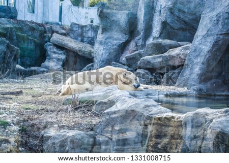The polar bear lies has a rest among rocks in a zoo near the lake. A photo in a haze, an indistinct picture because of aquarium glass. Wild animals. Predator.