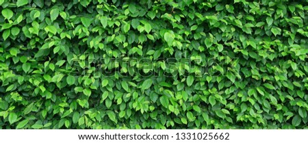 Green foliage of a beech hedge Royalty-Free Stock Photo #1331025662