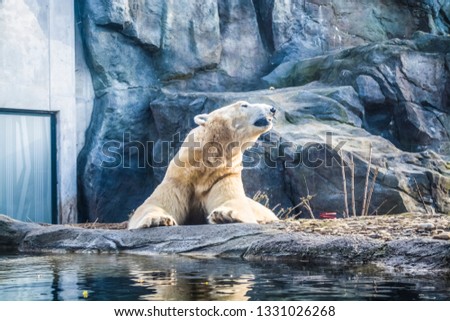 The polar bear lies has a rest among rocks in a zoo near the lake. A photo in a haze, an indistinct picture because of aquarium glass. Wild animals. Predator.