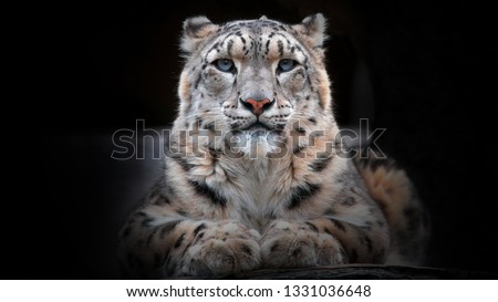 Portrait of a snow leopard looking straight and growling - Image