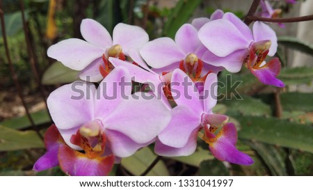 Phalaenopsis sanderiana is an orchid in the genus Phalaenopsis that is native to the Philippines but also live much in Indonesia 
