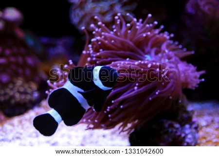 Black & White Ocellaris Clownfish - Amphiprion ocellaris black variation