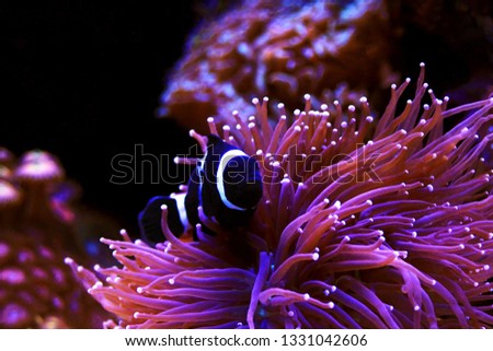 Black & White Ocellaris Clownfish - Amphiprion ocellaris black variation