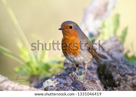 Robin standing on a branch in a forest of Spain