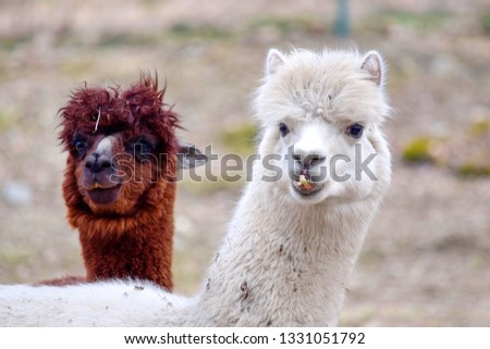 Vicugna Pacos Alpaca Couple Head Close Up Portrait Colorful Stock Photo