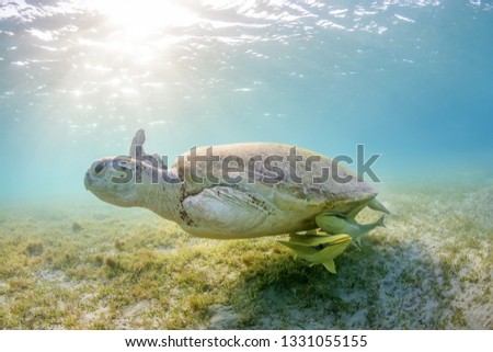 Green sea turtle (Chelonia mydas) with a cut-off fin on fin floating above a grass sea bed