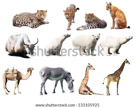 Set of  animals. Isolated over white background