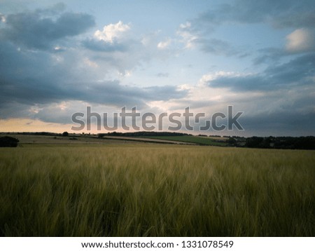 Wheat fields in the South Downs near Soberton 