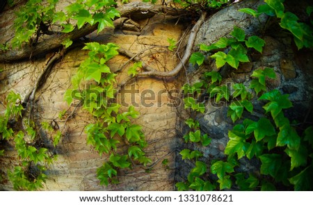 Green ivy on the stone wall