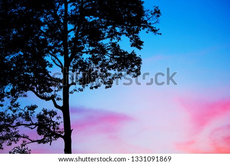 silhouette blue tree background with soft focus