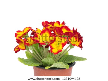 Flowers and leaves of primrose on a white background. Plant in the pot. Decorative composition on a white background.  