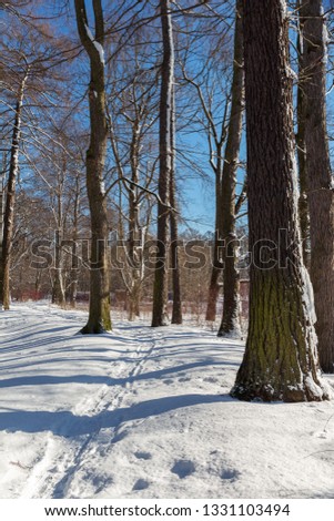 walking path in the snow in a winter park with trees. winter landscape