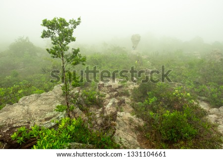 Many large natural stones amidst the morning fog in the rain forest.