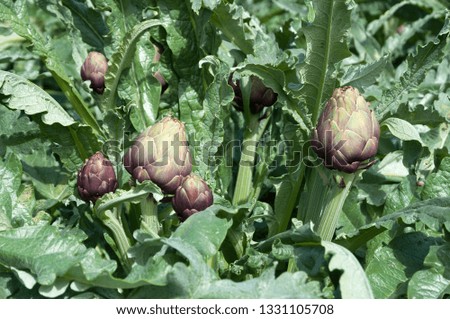 Organic Artichoke plant