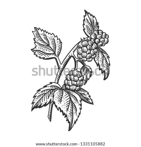 Raspberry berry plant engraving sketch vector illustration. Scratch board style imitation. Black and white hand drawn image.