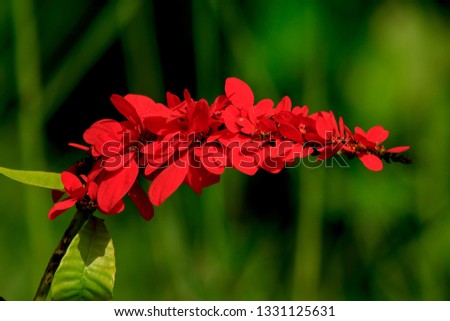 Warszewiczia is a flowering plant in the Rubiaceae family. They are mostly central and South American tropical trees. The most famous of the genus is W. coccinea (Chaconia), the national flower of Tri
