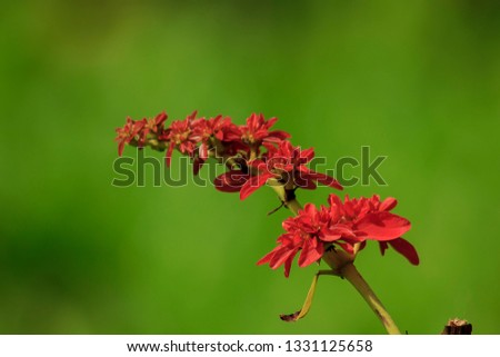 Warszewiczia is a flowering plant in the Rubiaceae family. They are mostly central and South American tropical trees. The most famous of the genus is W. coccinea (Chaconia), the national flower of Tri