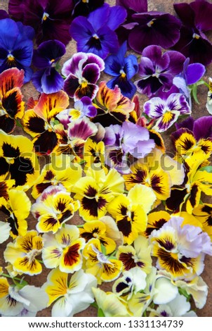Multicolored fresh pansy flowers gradient rainbow background