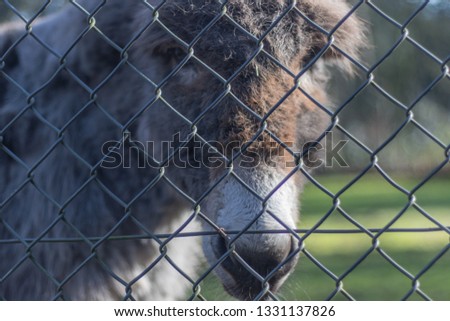 Donkey behind a fence