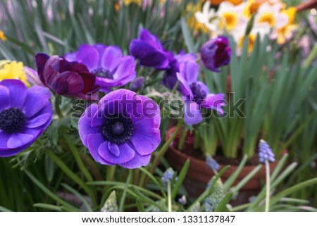 purple anemone buds