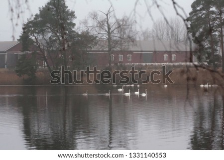 Autumn dark calm landscape on a foggy river with a white swans and trees reflection in water. Finland, river Kymijoki