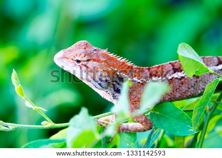Selective focus close up Chameleon with green leaves blur background.