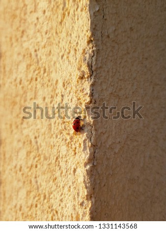 Little red ladybug walking on the wall